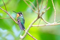 Purple-throated mountain-gern Hummingbird