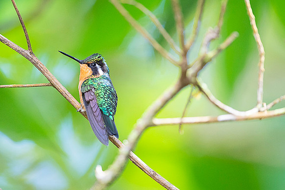 Purple-throated mountain-gern Hummingbird