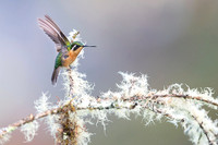Purple-throated mountain-gern Hummingbird