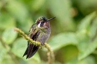 Purple-throated mountain-gern Hummingbird