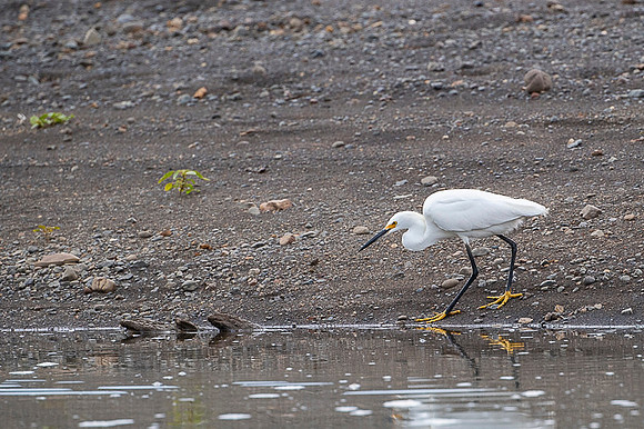 Snowy Egret