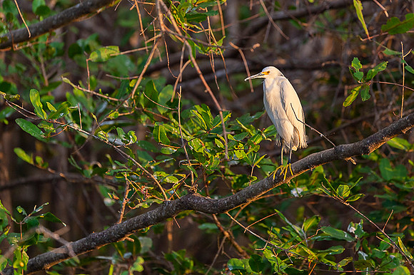 Snowy Egret