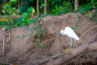Snowy Egret
