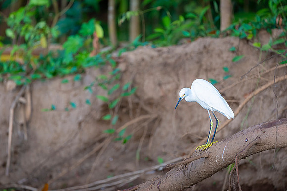 Snowy Egret