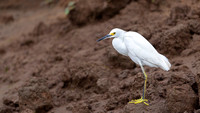 Snowy Egret