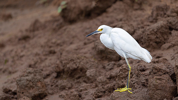 Snowy Egret