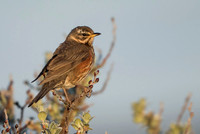 Redwing  Rudzik