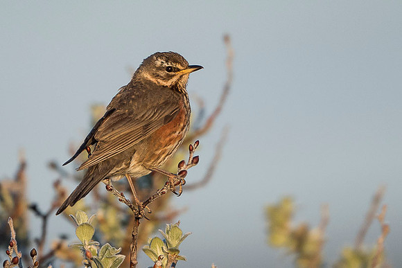 Redwing  Rudzik