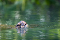 Sea tortoise