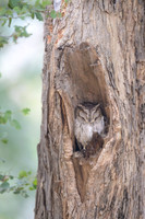 Scops owl