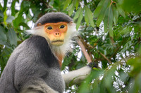 Red-shanked douc