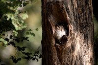 Scops owl