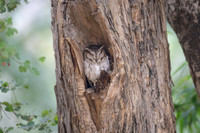 Scops owl