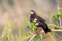 Snail kite