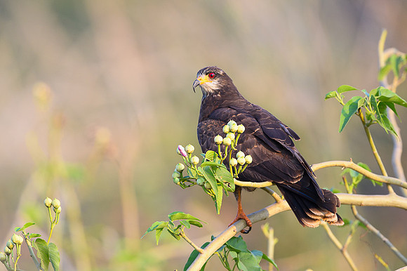 Snail kite