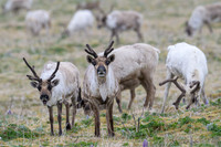 Reindeer