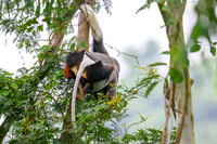 Red-shanked douc