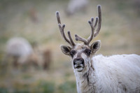 Reindeer