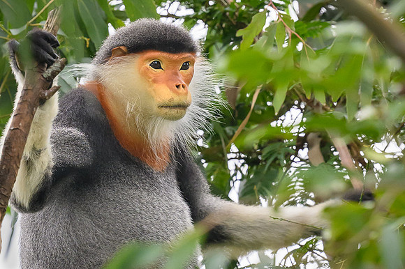 Red-shanked douc