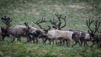 Reindeer