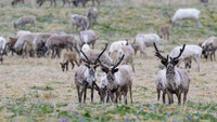 Reindeer