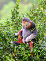 Red-shanked douc