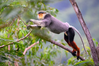 Red-shanked douc