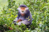 Red-shanked douc