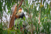 Red-shanked douc