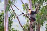 Red-shanked douc