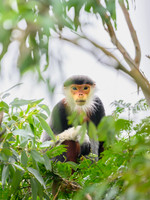 Red-shanked douc