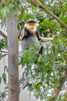 Red-shanked douc