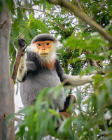 Red-shanked douc
