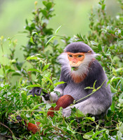 Red-shanked douc