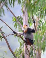 Red-shanked douc