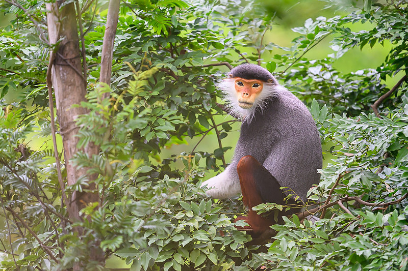 Red-shanked douc