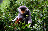 Red-shanked douc