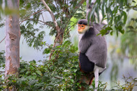 Red-shanked douc