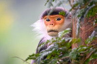 Red-shanked douc