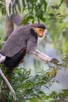 Red-shanked douc