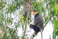 Red-shanked douc