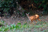Red Brocket