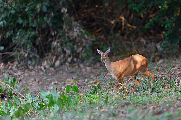 Red Brocket