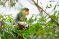 Red-shanked douc