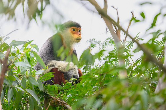 Red-shanked douc