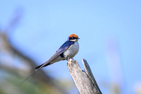 Red-rumped Swallow
