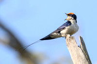 Red-rumped Swallow