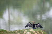 Snake bird (darter)
