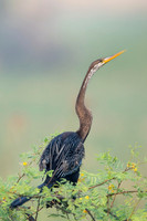 Snake bird (darter)