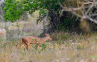 Red Brocket